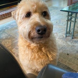 Meet your Posher, John